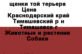 щенки той-терьера › Цена ­ 3 000 - Краснодарский край, Тимашевский р-н, Тимашевск г. Животные и растения » Собаки   